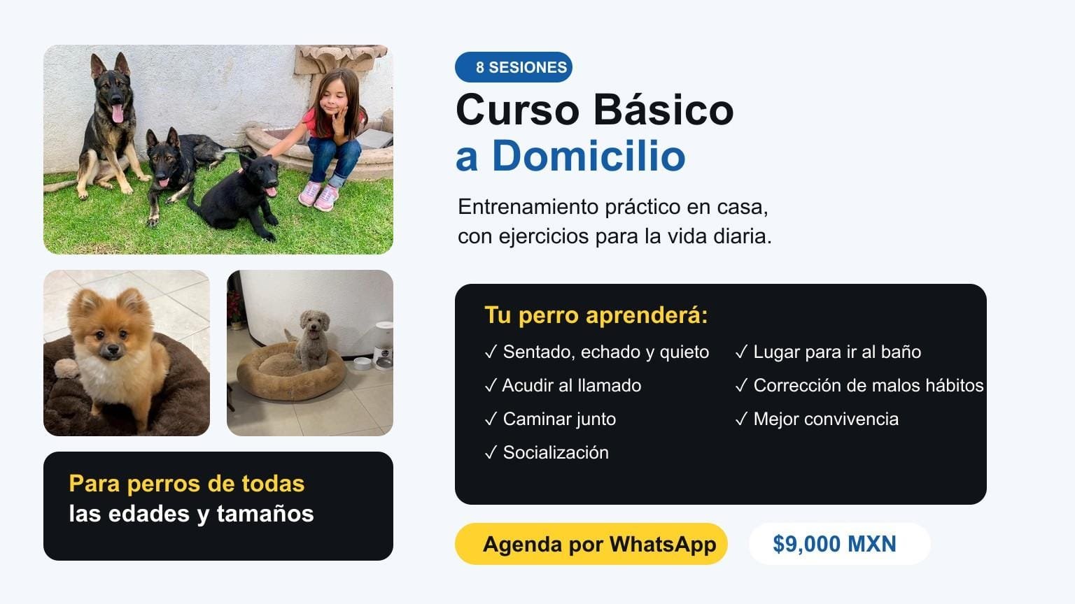 Curso básico a domicilio The Smart K9, 8 sesiones